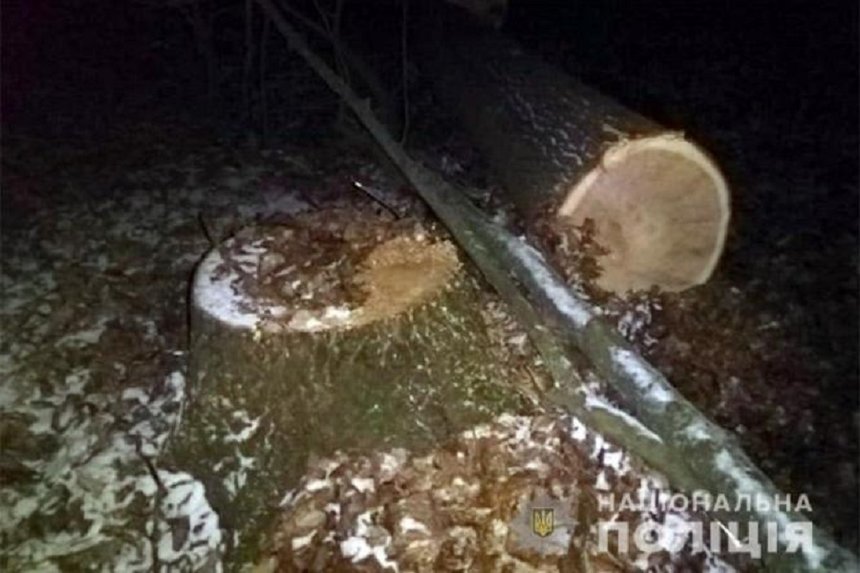 Новини Вінниці / До семи років тюрми загрожує 42-річному жителю Вінниччини: впіймали на незаконному вирізанні лісу 