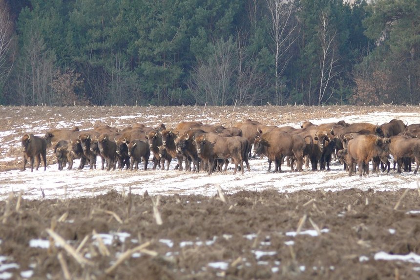 На Вінниччині нарахували 107 зубрів. Було б більше, якби не трагедія 2016-го року (ФОТО) / Новости Винницы и области / Інформаційний портал На Париже Новини Вінниці / На Вінниччині нарахували 107 зубрів. Було б більше, якби не трагедія 2016-го року (ФОТО)