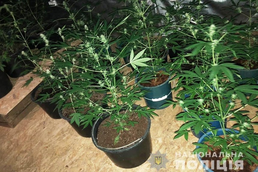 Теплицю із коноплею та "лівий" спирт знайшли правоохоронці на території колишньої ферми на Вінниччині (ФОТО, ВІДЕО) / Новости Винницы и области / Інформаційний портал На Париже Новини Вінниці / Теплицю із коноплею та "лівий" спирт знайшли правоохоронці на території колишньої ферми на Вінниччині (ФОТО, ВІДЕО)