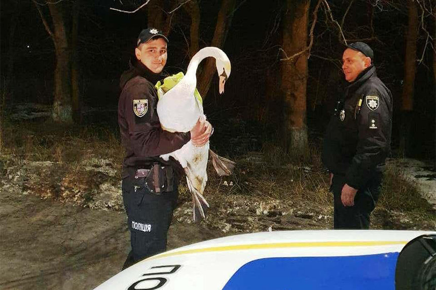 Поблизу Вінниці далекобійник і поліцейські врятували лебедя / Новости Винницы и области / Інформаційний портал На Париже Новини Вінниці / Поблизу Вінниці далекобійник і поліцейські врятували лебедя