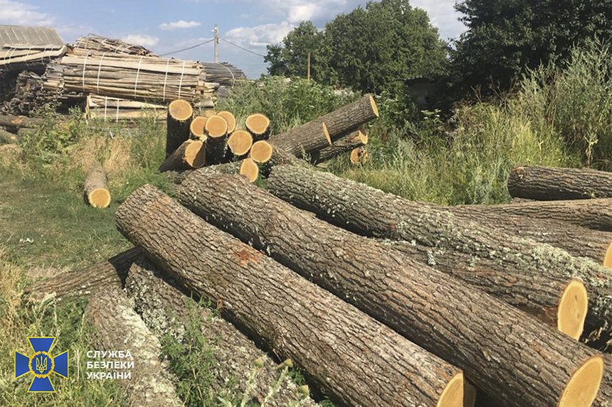 Новини Вінниці / Розкрито масштабну схему нелегального збуту деревини у Дашівському лісгоспі на Вінниччині 
