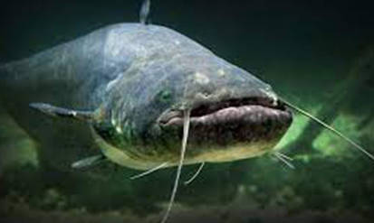 Новини Вінниці / В Гайсині на Вінниччині у шлунку сома знайшли діамант. Містяни відшукують його історичне походження