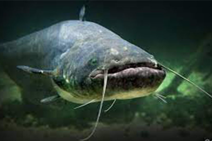 Новини Вінниці / В Гайсині на Вінниччині у шлунку сома знайшли діамант. Містяни відшукують його історичне походження