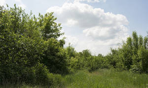 Новини Вінниці / У лісосмузі на Вінниччині рецидивіст намагався зґвалтувати дівчину. Батькові вдалось її врятувати