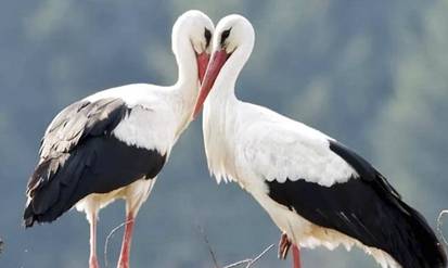 Новини Вінниці / На Вінниччині село перетворилося на «Лелечій край» (ВІДЕО)