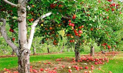 Новини Вінниці / Через великий врожай яблук на Вінниччини хочуть вирубати до 15% садків