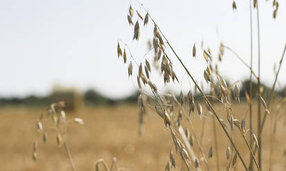 Новини Вінниці / На Вінниччині відновлюють «сірі» схеми заволодіння землею: в Іванівської громади хочуть відібрати понад 200 гектарів