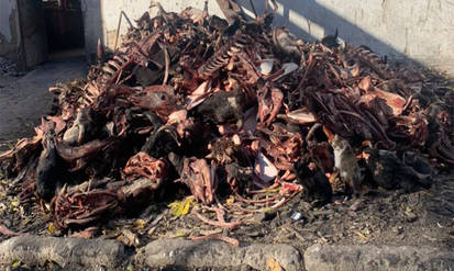 Новини Вінниці / Екологічна «бомба»: під Калинівкою на Вінниччині ветсанзавод створив стихійне сміттєзвалище і скидав рештки тварин на поле 