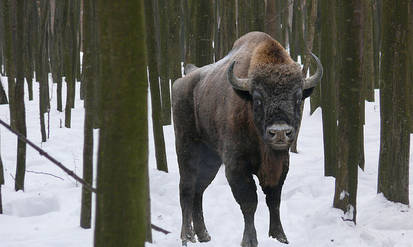 Новини Вінниці / Вінницькі зубри стали «зірками» соцмереж