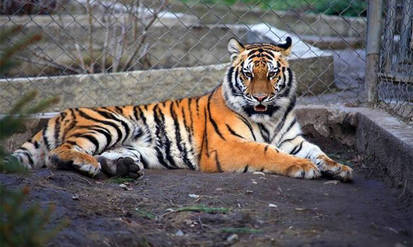 Новини Вінниці / Подільський зоопарк прийняв переселенців – уссурійську тигрицю та ягуара