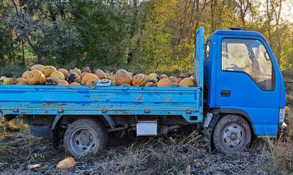 Новини Вінниці / Смертельна ДТП на Вінниччині під час збору гарбузів: рухаючись заднім ходом, вантажівка наїхала на пенсіонера