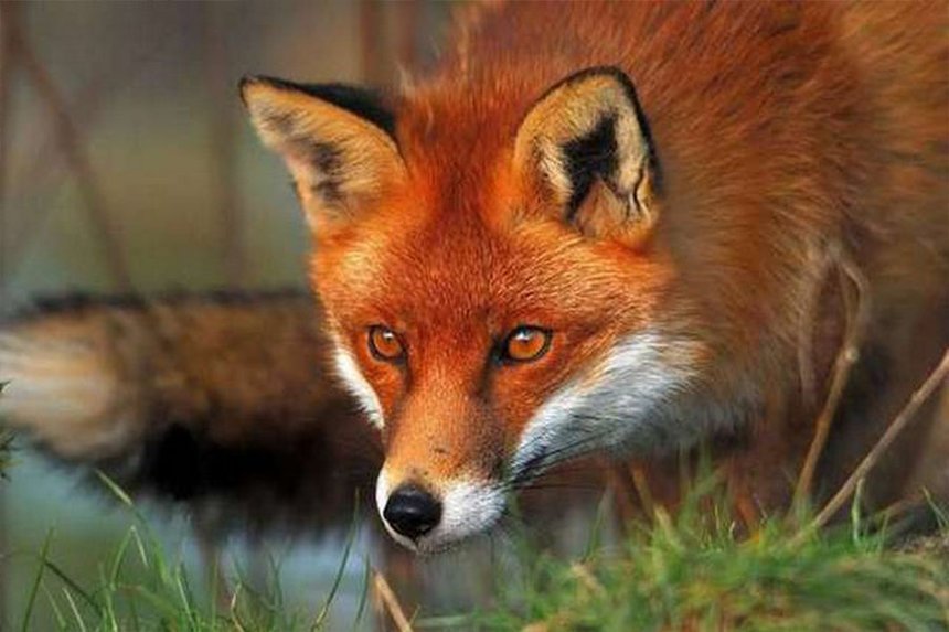 Новини Вінниці / На Вінниччині заборонили полювання на хутрових і парнокопитних тварин