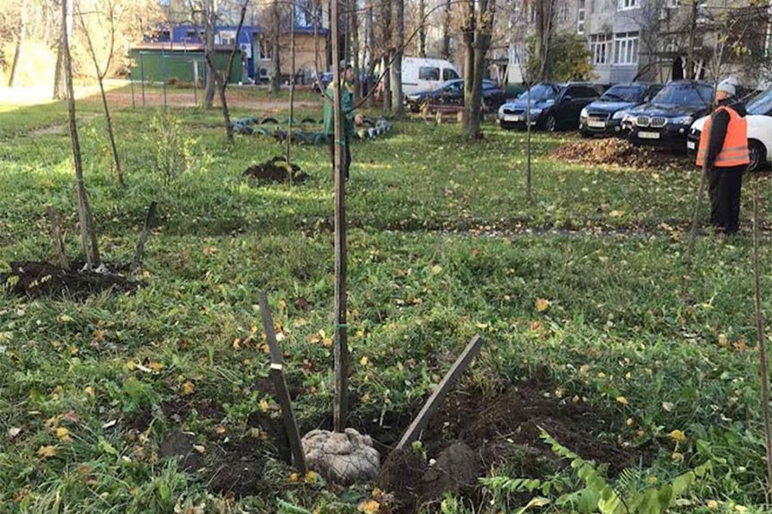 Липи, клени, ясені, платани та горобини: на прибудинкових територіях у Вінниці висадять 1000 дерев / Новости Винницы и области / Інформаційний портал На Париже Новини Вінниці / Липи, клени, ясені, платани та горобини: на прибудинкових територіях у Вінниці висадять 1000 дерев