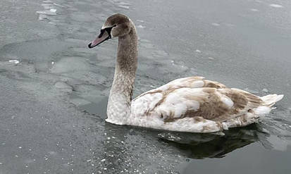 Новини Вінниці / У Вінниці лебідь з пораненим крилом залишається на озері, яке починає покриватись кригою
