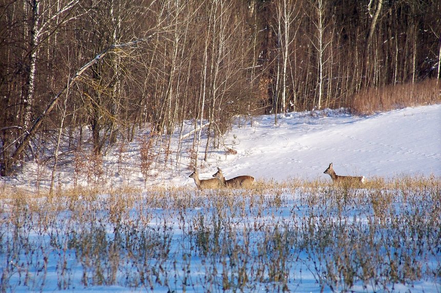 У лісах Вінниччини почали рахувати тварин за допомогою дронів: очікують на збільшення популяції через «переселенців» та заборону полювання / Новости Винницы и области / Інформаційний портал На Париже Новини Вінниці / У лісах Вінниччини почали рахувати тварин за допомогою дронів: очікують на збільшення популяції через «переселенців» та заборону полювання