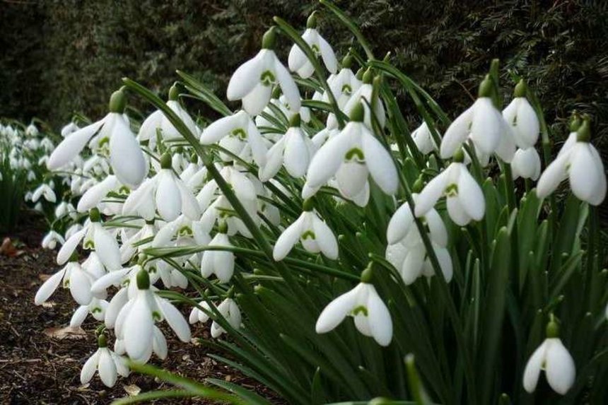Новини Вінниці / Аномальний січень: вінницькі синоптики запевняють, що перший місяць року за температурними показниками відповідає квітню