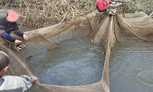 Новини Вінниці / Наловили на 13 млн гривень: на Вінниччині викрили групу рибалок з підсаками