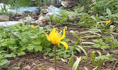 Новини Вінниці / На Вінниччині сміттям знищують популяцію рідкісного дикого тюльпана