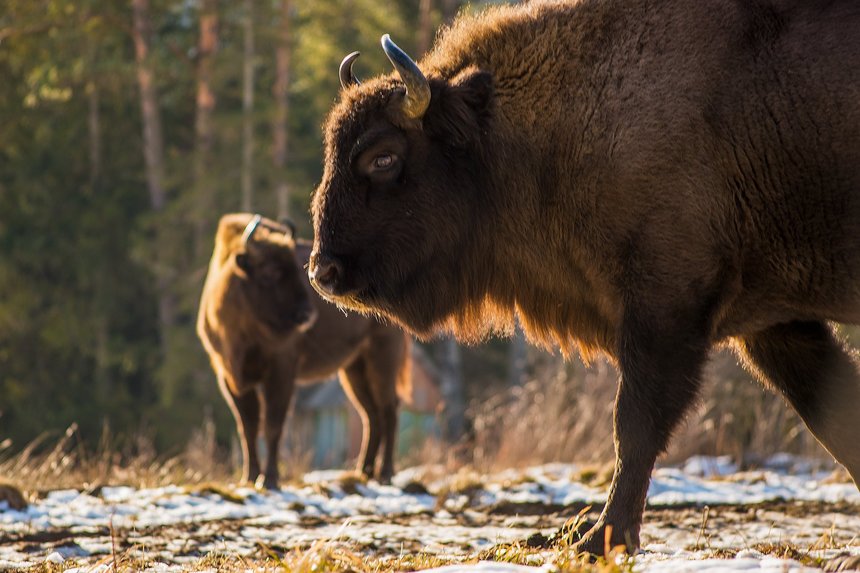 Історія вінницьких зубрів та їхніх наглядачів. Як живуть велетні? / Новости Винницы и области / Інформаційний портал На Париже Новини Вінниці / Історія вінницьких зубрів та їхніх наглядачів. Як живуть велетні?