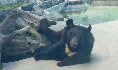 Новини Вінниці / У Подільському зоопарку нова мешканка: «вінничанкою» стала гімалайська ведмедиц